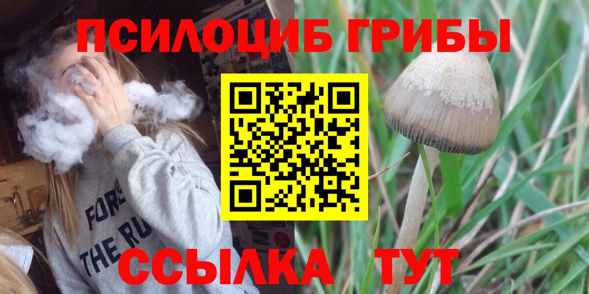 Псилоцибиновые грибы Cubensis Гусиноозёрск